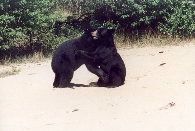 Bears in Ontario